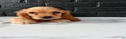 Cocker Spaniel dogs for sale: 🍯🤍 Meet Honey 🤍🍯 - Ad 2