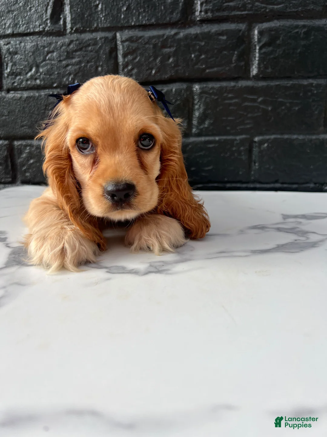 Cocker Spaniel dogs for sale: 🍯🤍 Meet Honey 🤍🍯 - Ad 2