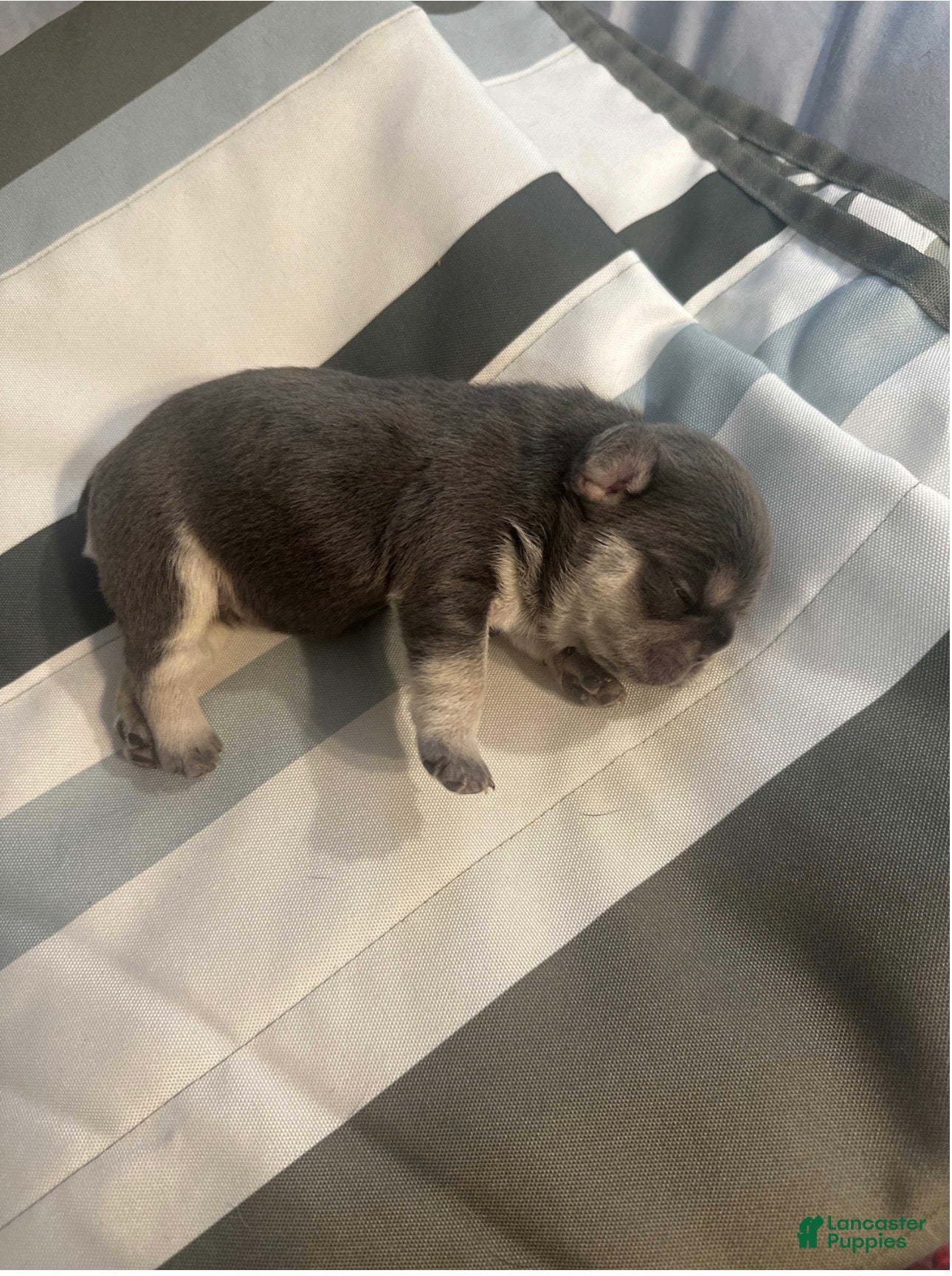 French Bulldog dogs French Bulldog Puppy 4 - Ad 39