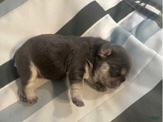 French Bulldog dogs French Bulldog Puppy 4 - Ad 39