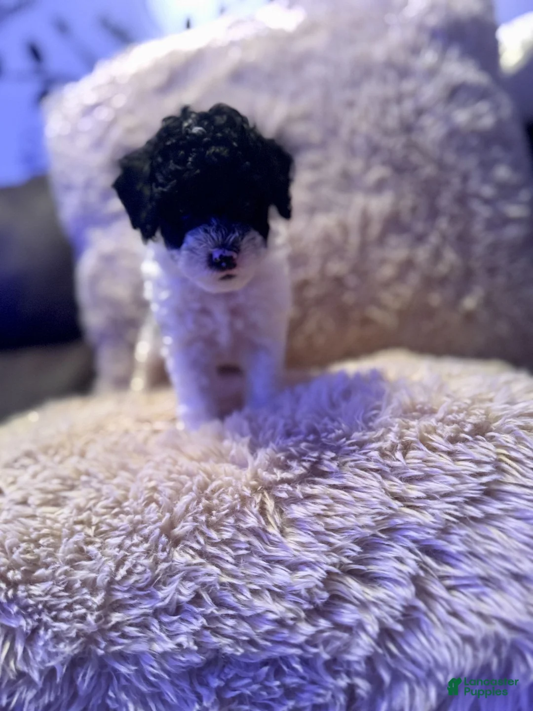 Toy Poodle dogs for sale: Oreo - Ad 1