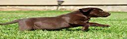 Labrador Retriever dogs for sale: Chai - Ad 5