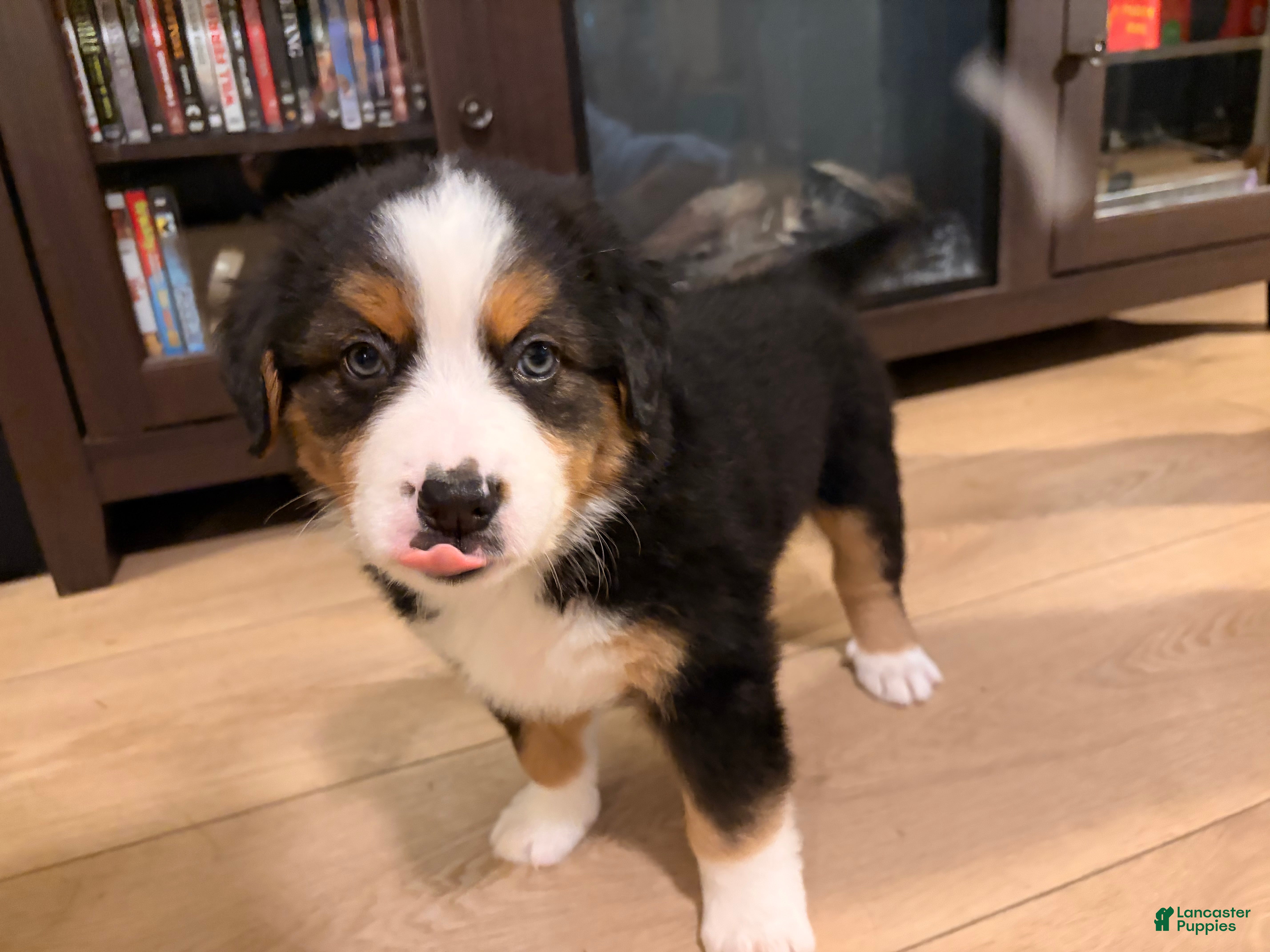 Mixed Breed dogs Neon green - Ad 2