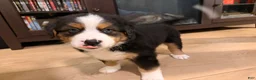 Mixed Breed dogs for sale: Neon green - Ad 2