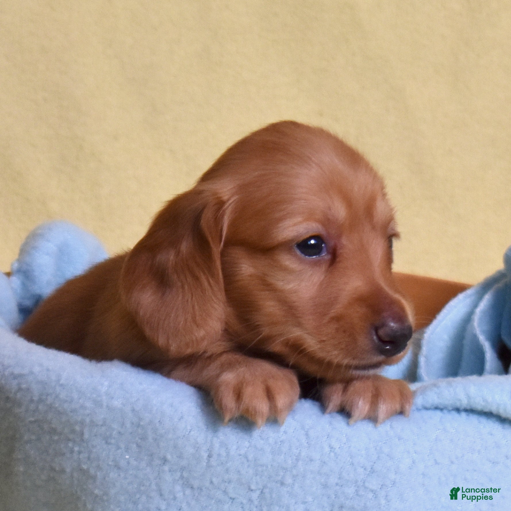 Miniature Dachshund dogs Macchiato  - Ad 1
