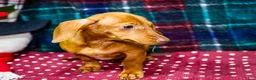Miniature Dachshund dogs for sale: Ronnie - Ad 3