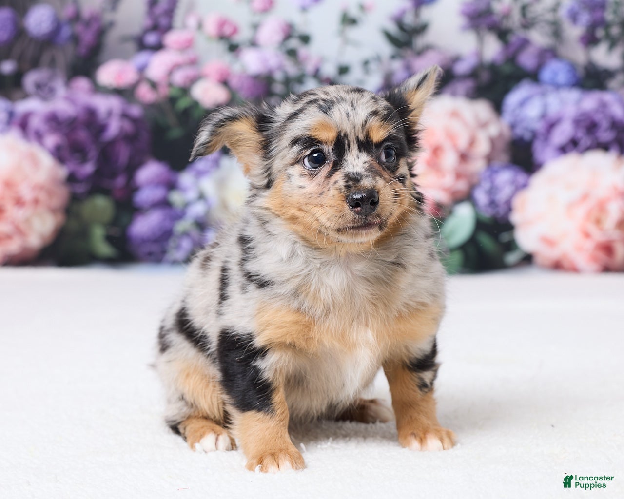 Chihuahua dogs Bella - Ad 2