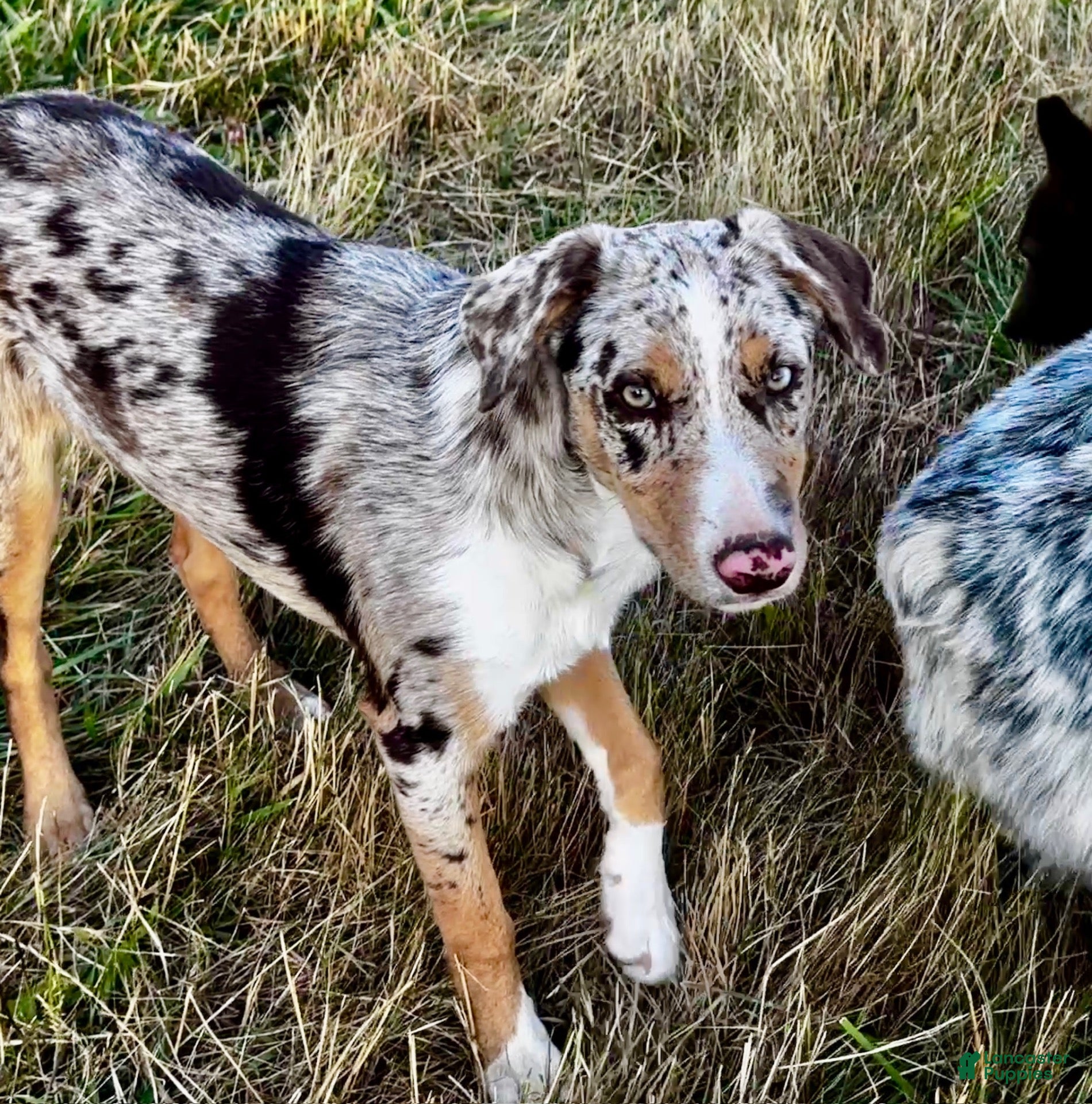 Mixed Breed dogs ODIN-Kelpie/Border Collie male  - Ad 2