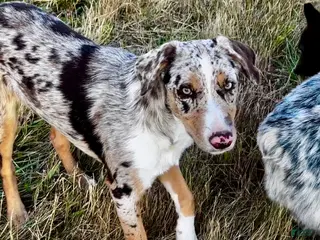 Mixed Breed dogs ODIN-Kelpie/Border Collie male - Ad 2
