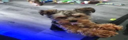Yorkiepoo dogs for sale: Mr. Buttons - Ad 2