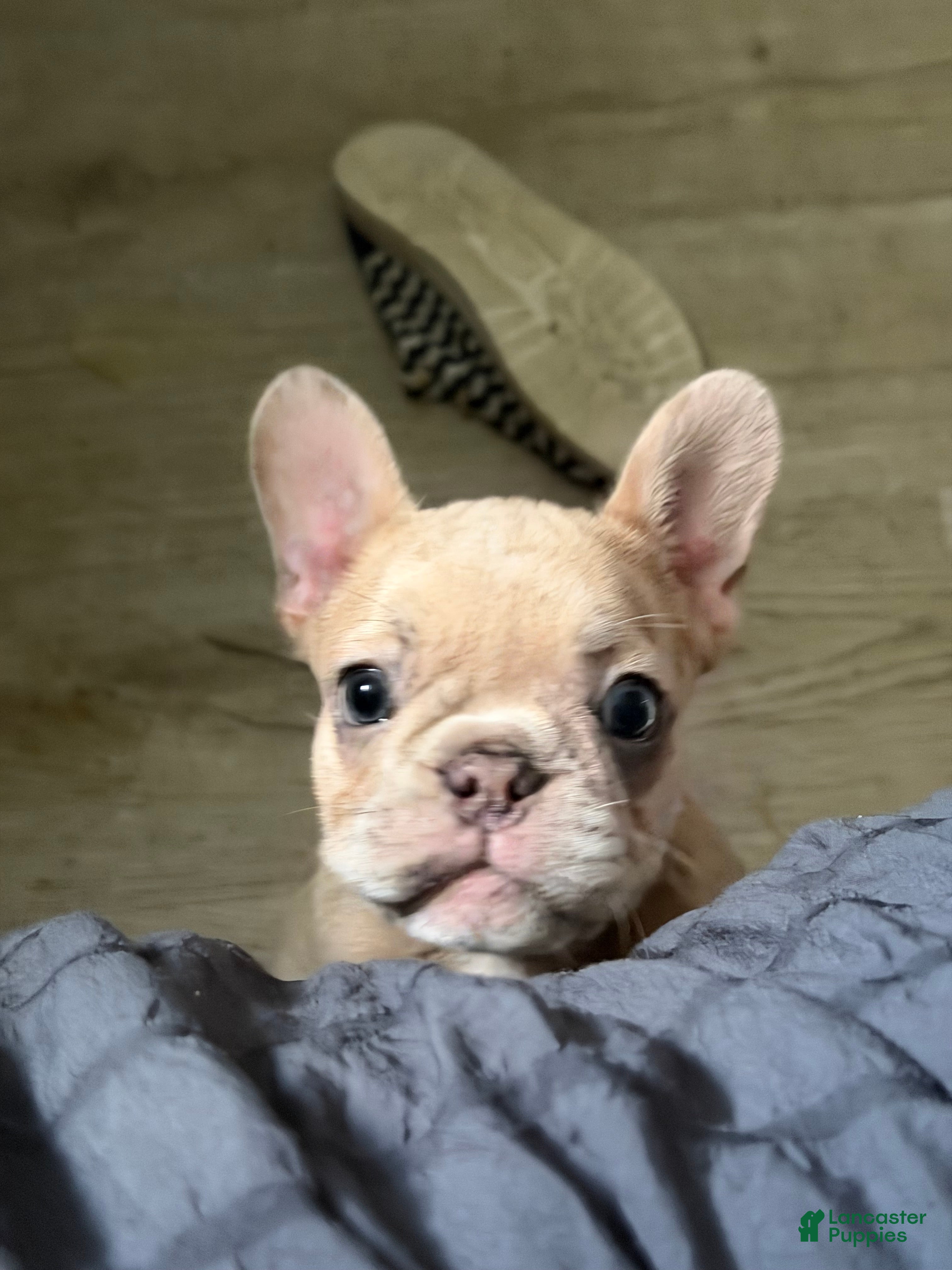 French Bulldog dogs for sale: French Bulldog 3 - Ad 3