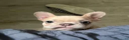 French Bulldog dogs for sale: French Bulldog 3 - Ad 1