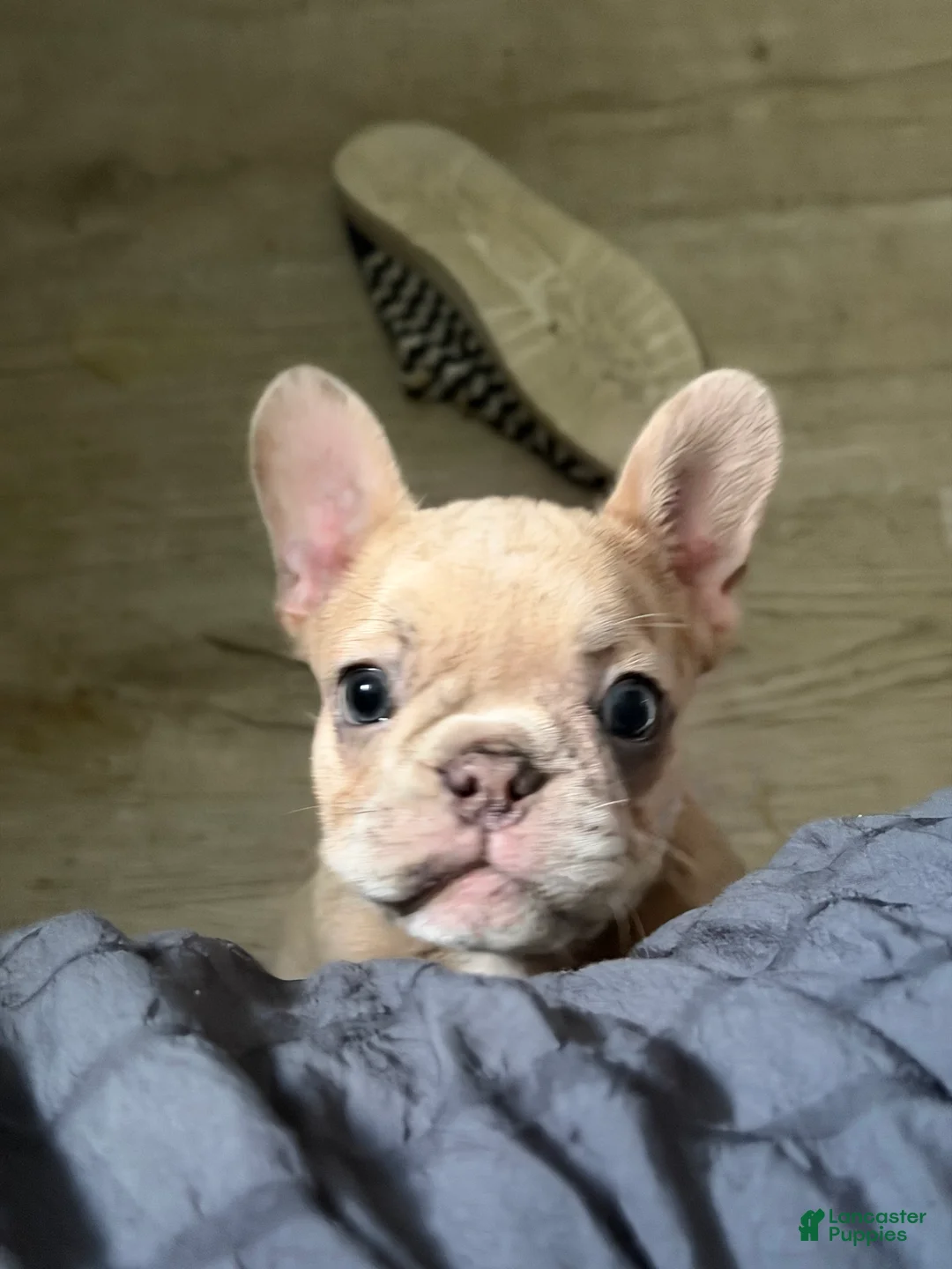 French Bulldog dogs for sale: French Bulldog 3 - Ad 1