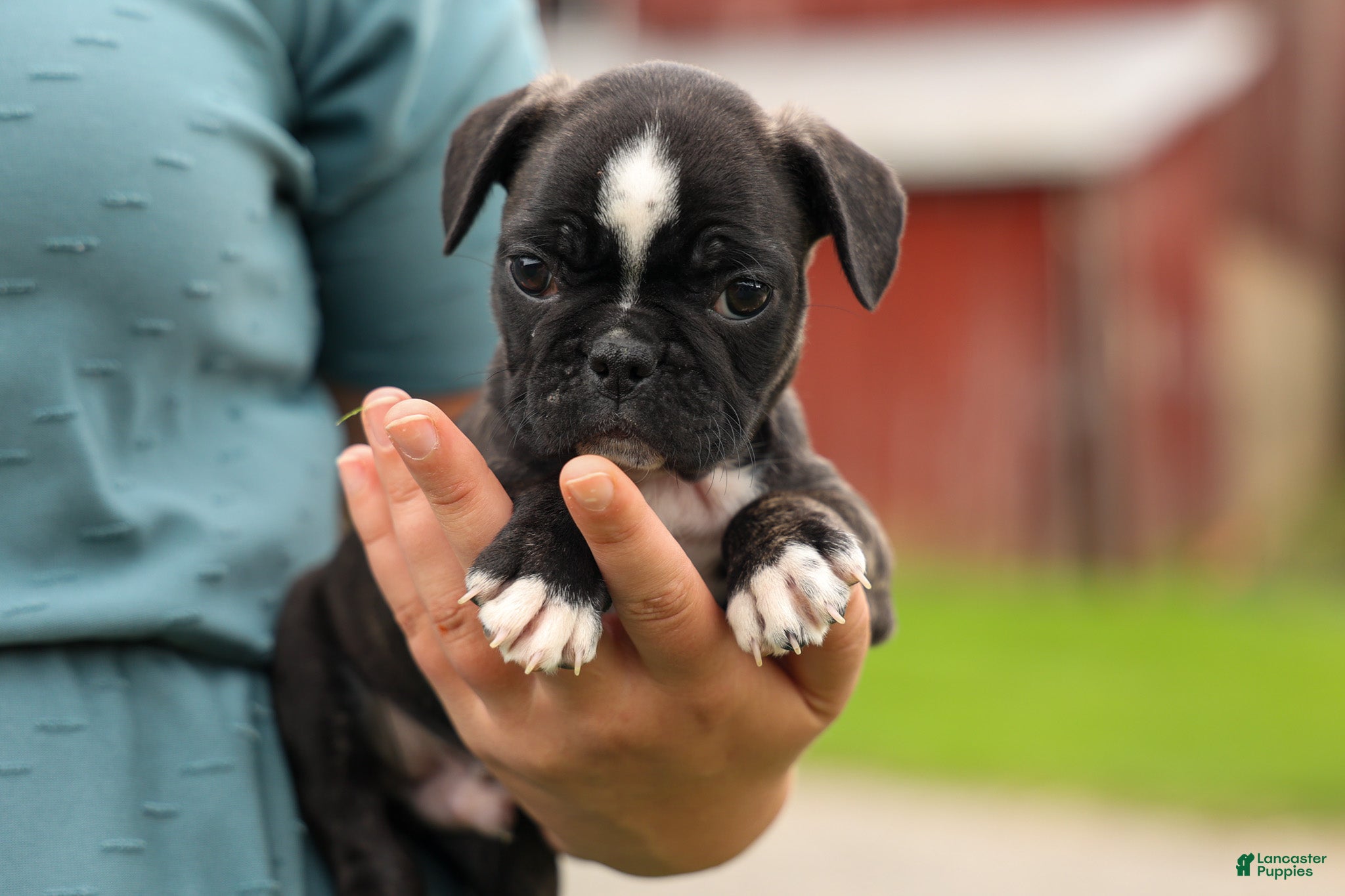Frenchton dogs BAILEY - Ad 1