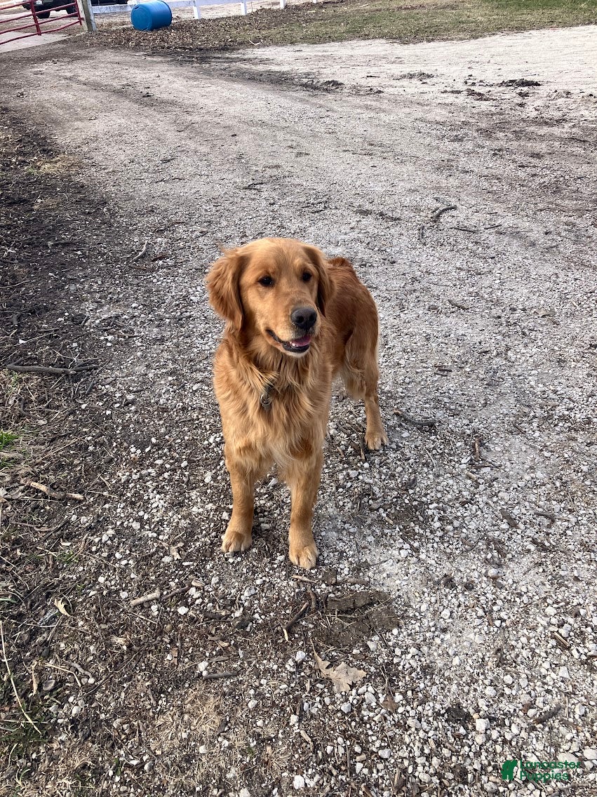 Golden Retriever dogs for sale: #11 Payback - Ad 2