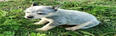 Australian Cattle Dog Puppy 1 (Fluffy) Female