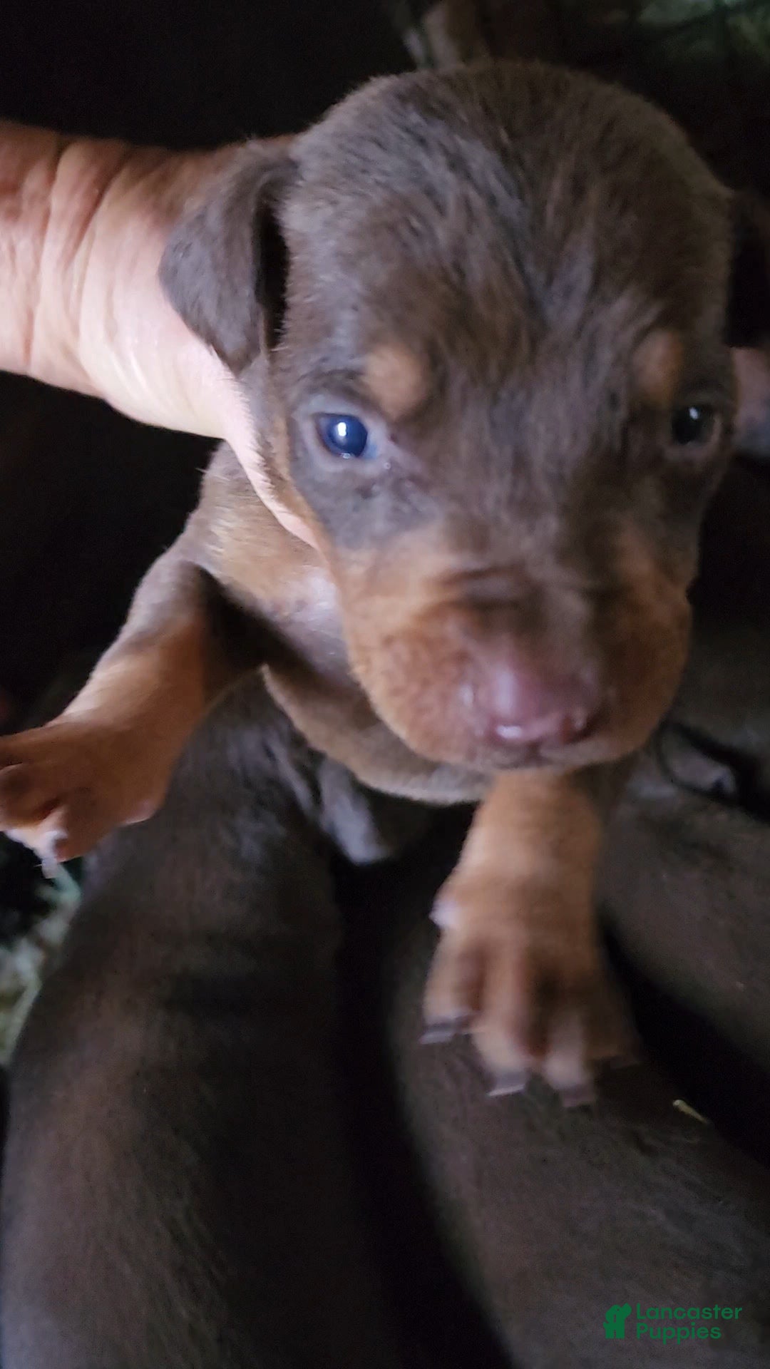 Doberman Pinscher dogs for sale: Poppy M2 - Ad 1