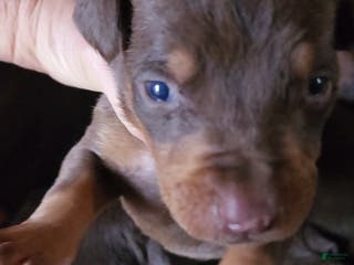 Doberman Pinscher dogs Poppy M2 - Ad 9
