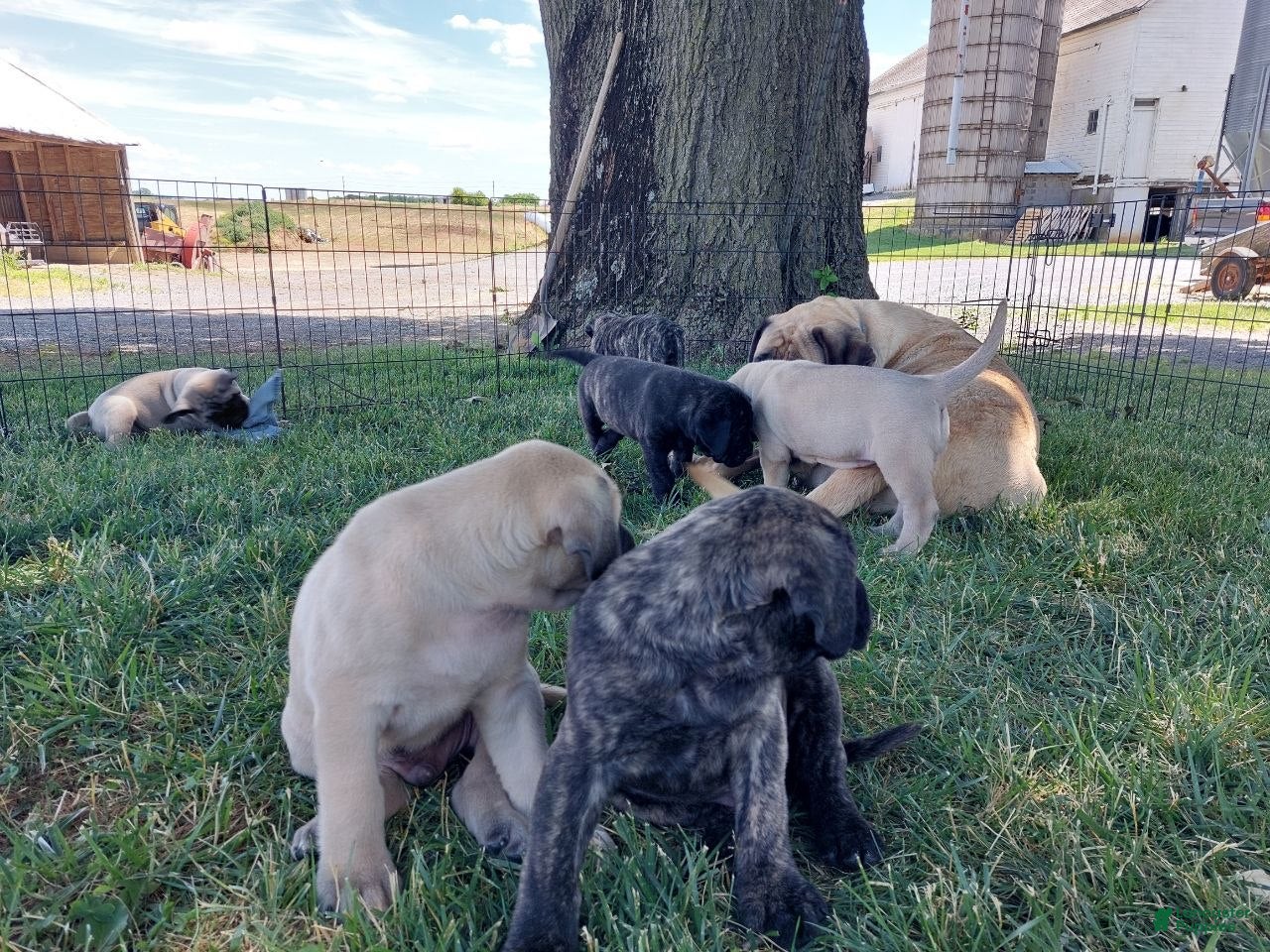 English Mastiff dogs Mark - Ad 2