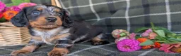 Dachshund dogs for sale: Tessa  - Ad 6