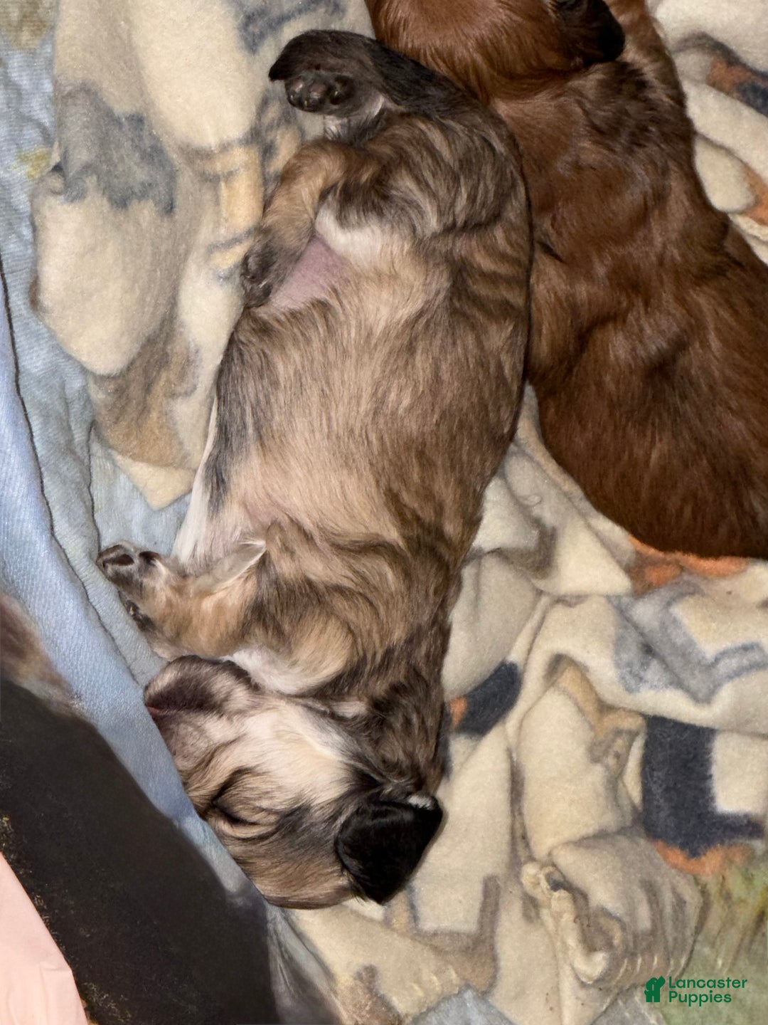 Miniature Dachshund dogs for sale: ee cream - Ad 22