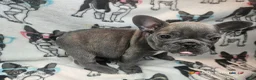 French Bulldog dogs for sale: Keyshia Cole Female Blue Reverse Brindle  - Ad 8
