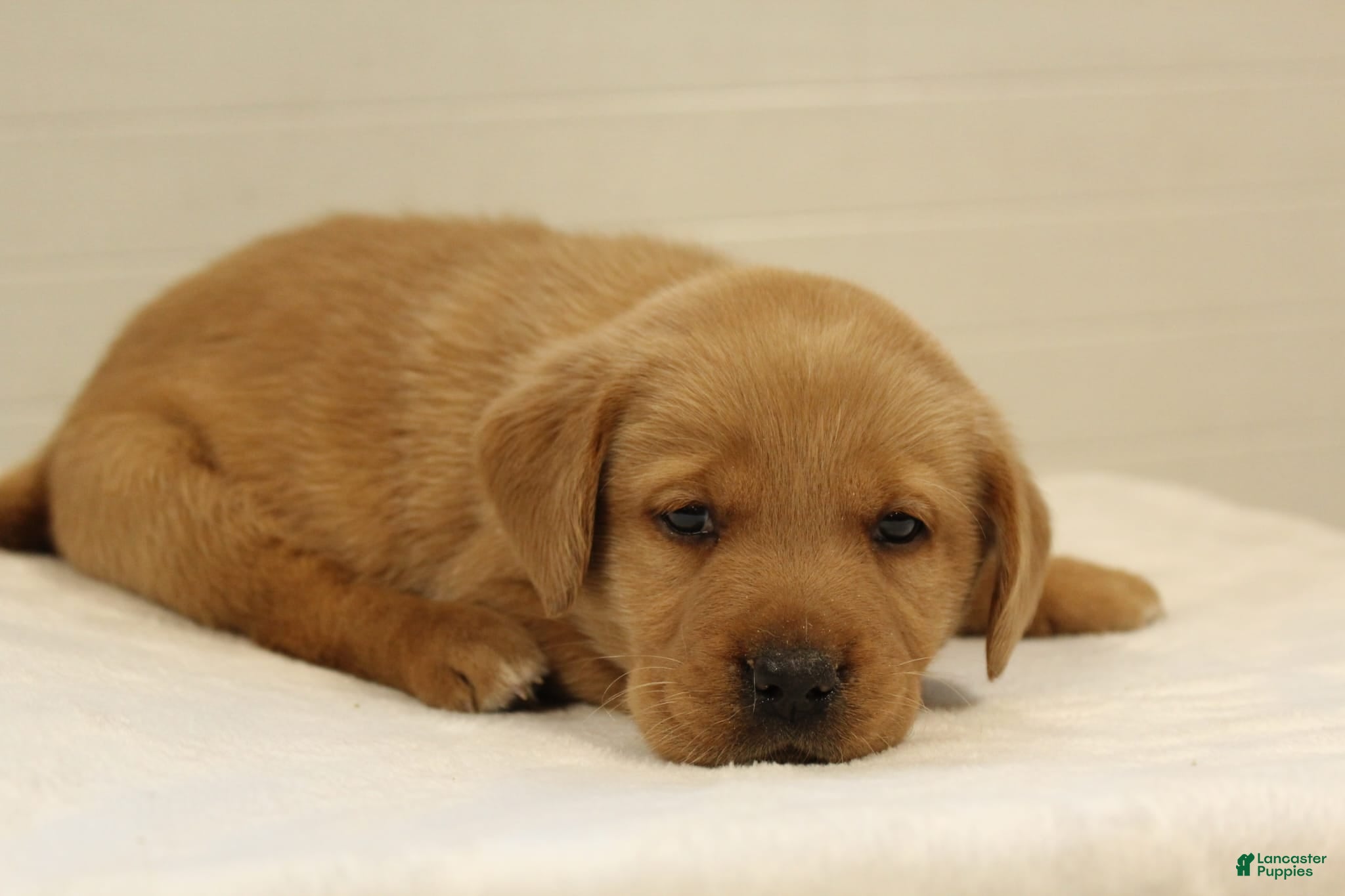 Labrador Retriever dogs Rex - Ad 2