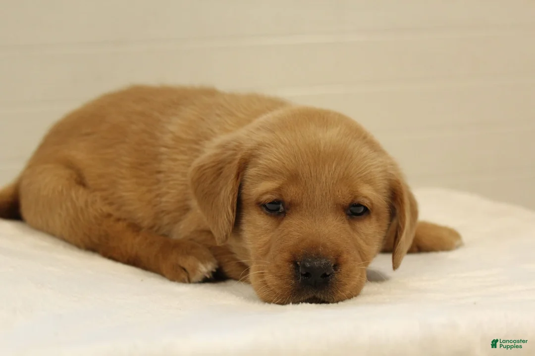 Labrador Retriever dogs for sale: Rex - Ad 2