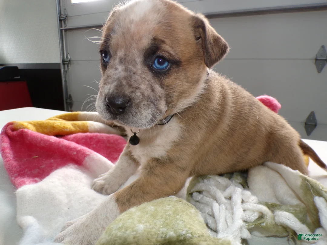 Boxer dogs for sale: Boxer Puppy 3 Baxter - Ad 2