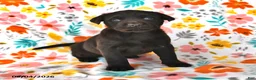 Labrador Retriever dogs for sale: Cocoa - Ad 1