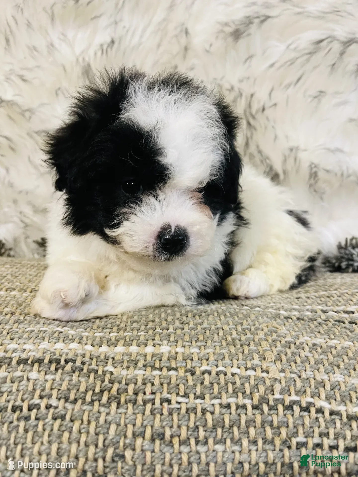 Mini Bernedoodle dogs Christmas Cheer 🎅🏻 - Ad 8