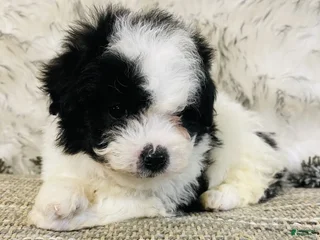 Mini Bernedoodle dogs Christmas Cheer 🎅🏻 - Ad 15