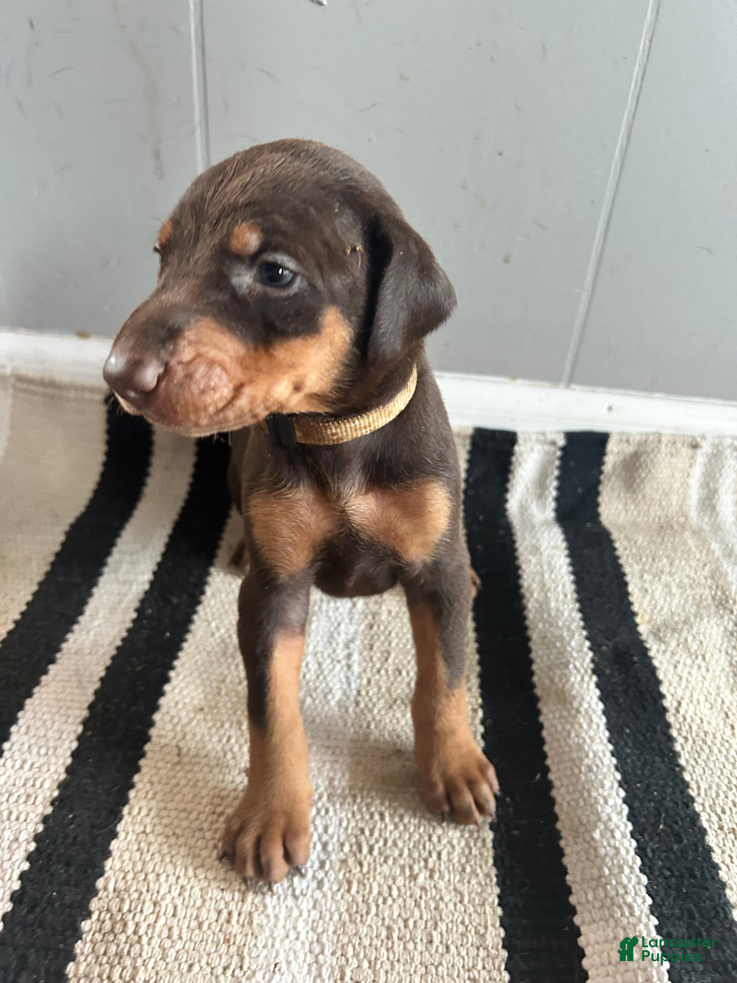 Doberman Pinscher dogs Tan Collar - Ad 12