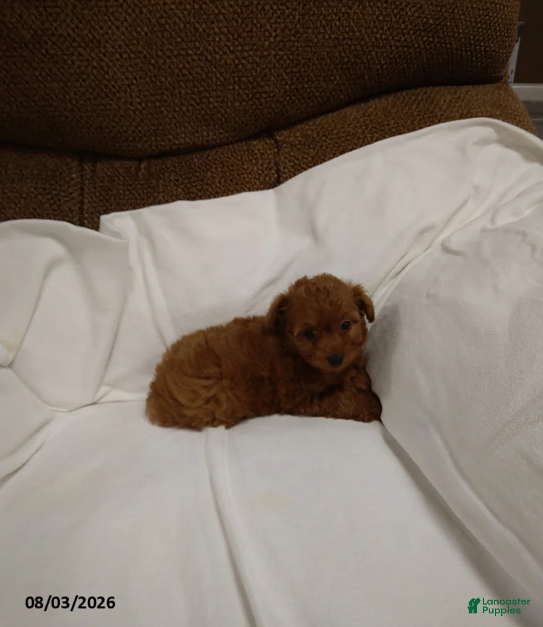 Havapoo dogs for sale: Emma - Ad 3