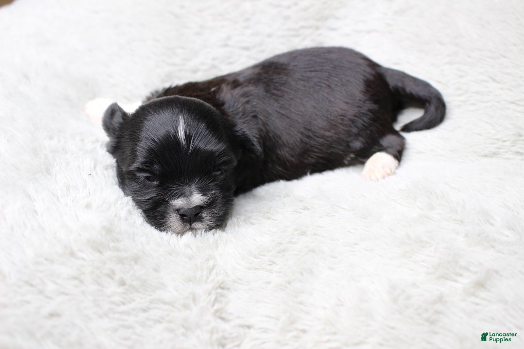 Havanese dogs for sale: CoCo - Ad 15