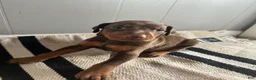 Doberman Pinscher dogs for sale: Gray Collar  - Ad 4