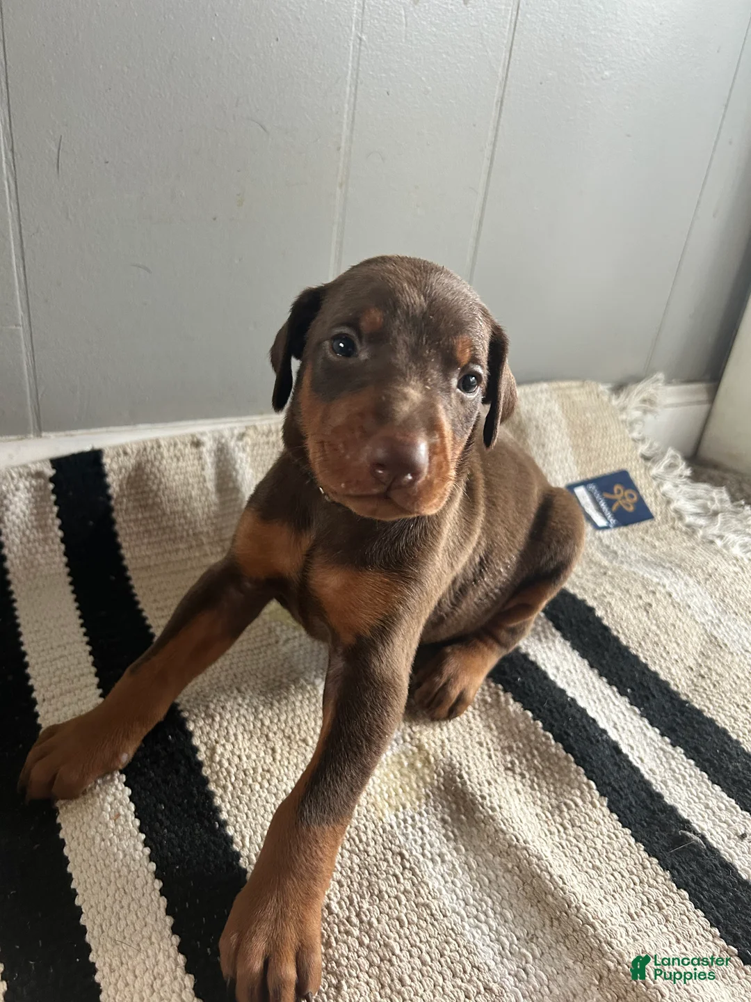 Doberman Pinscher dogs for sale: Gray Collar  - Ad 4