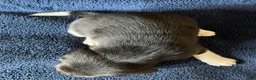 Beagle dogs for sale: Beagle 2 - Ad 7