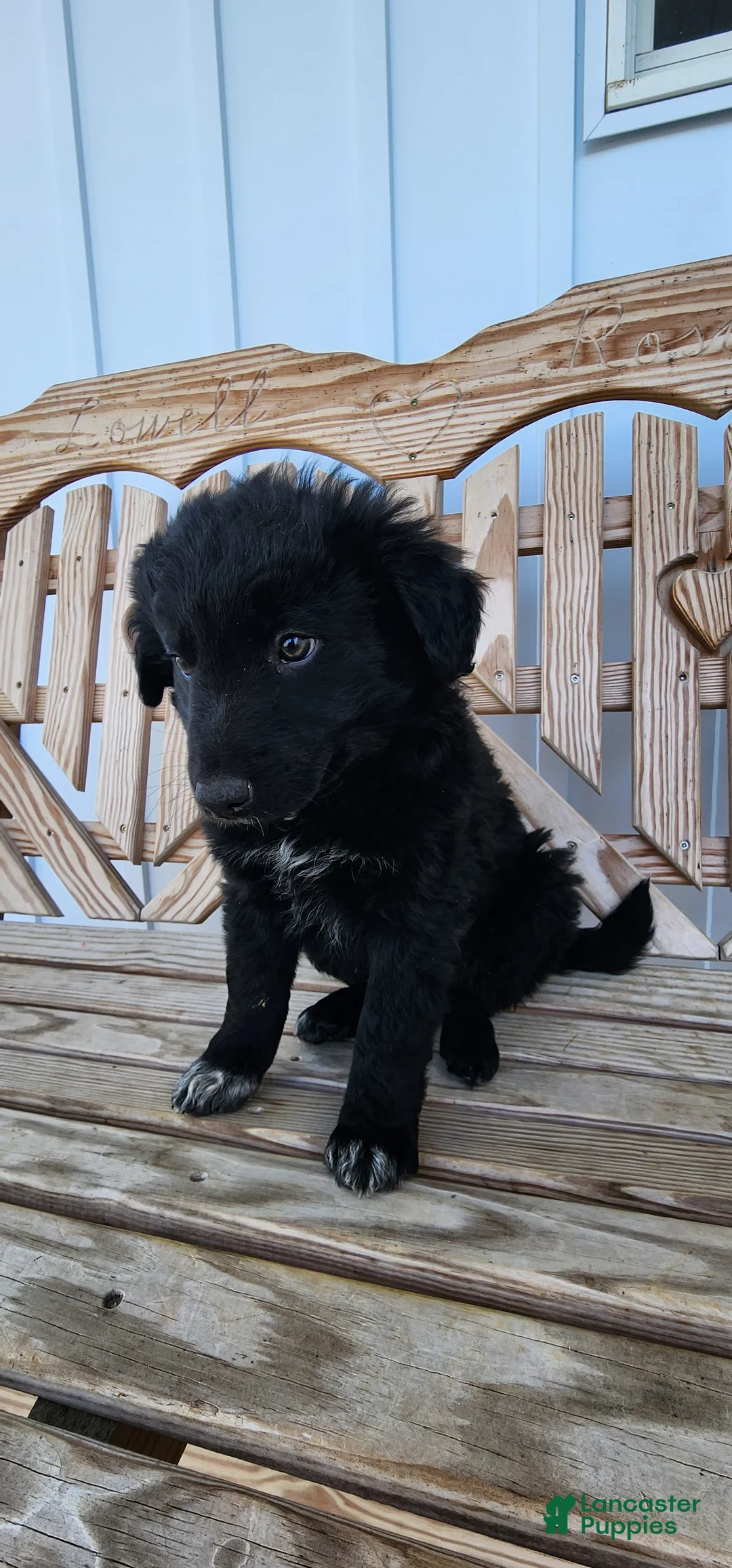 Mixed Breed dogs for sale: Mixed Breed Puppy 1 - Ad 5