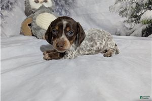 Miniature Dachshund dogs Jeff - Ad 1