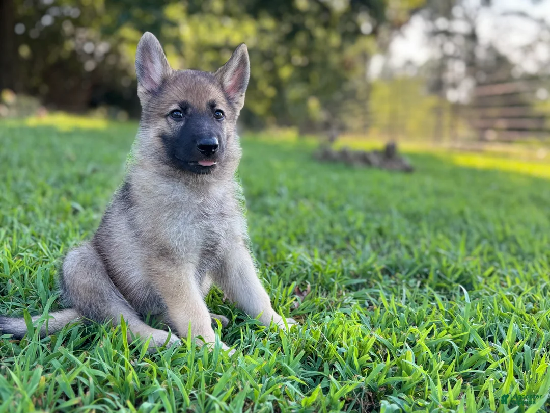 German Shepherd dogs for sale: Rocky - Ad 1