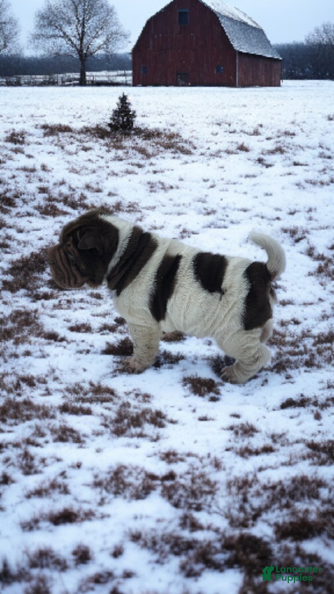 Shar Pei dogs for sale: Chucky chocolate flower mini  - Ad 8