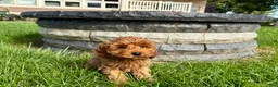 Cockapoo dogs for sale: Cockapoo female 3 - Ad 3