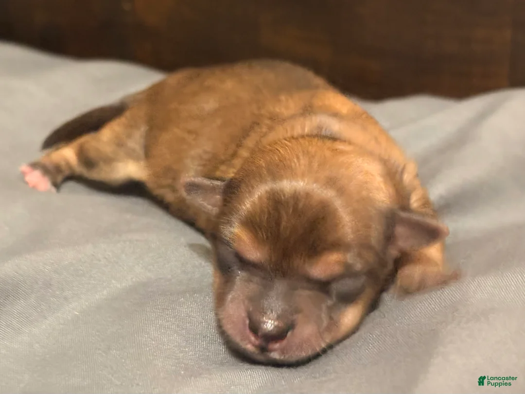 Chorkie dogs for sale: Chorkie Puppy 1 - Ad 2