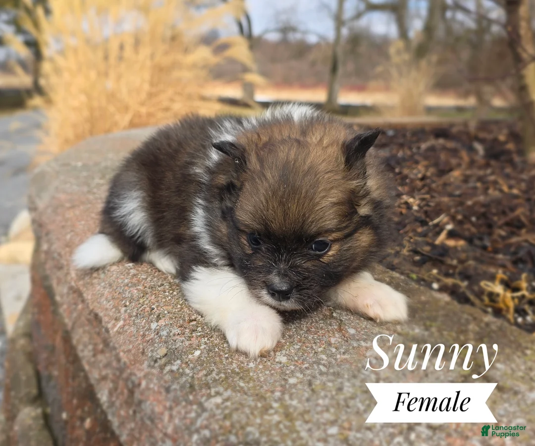 Pomeranian dogs for sale: Sunny - Ad 3