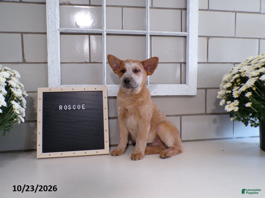 Australian Cattle Dog dogs for sale: Roscoe - Ad 2