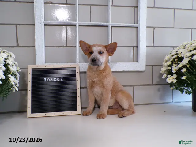 Australian Cattle Dog dogs for sale: Roscoe - Ad 2