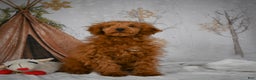 Mini Goldendoodle dogs for sale: Royce - Ad 8