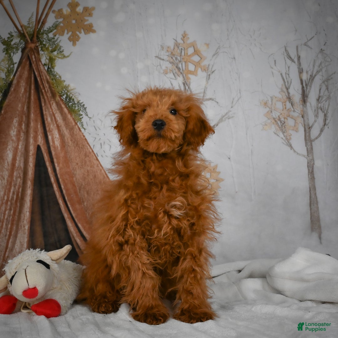 Mini Goldendoodle dogs for sale: Royce - Ad 8