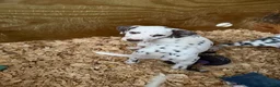 Dalmatian dogs for sale: Male 4 - Ad 4